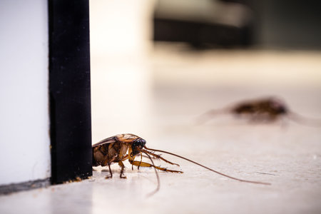 American cockroach on the floor, eating dirt crumbs, inside the kitchenの写真素材