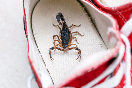 Scorpion inside a sneaker. Venomous animal indoors. danger of stinging. Tityus bahiensis, also known...
