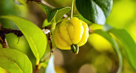 pitanga, fruit of pitangueira, dicotyledonous of the myrtaceae family. It has the form of globular and fleshy balls, rich in vitamin Cの写真素材