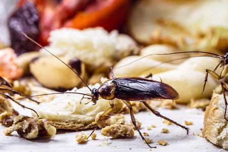 many cockroaches on human waste, food scraps and plastic contaminating the floor, macro photographyの写真素材