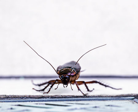 cockroach entering a dirty bathroom drain. Poor hygiene, problem with pests and insects at home, macro photographyの写真素材