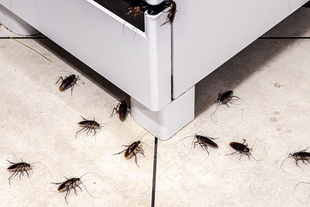 cockroach infestation in the kitchen, insects on the dirty floor, lack of hygiene and need for...