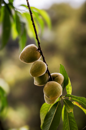 several mini peach on branch, brazilian fruit, brazil peach on tree, fruit in nature, ready to harvest, spot focusの写真素材