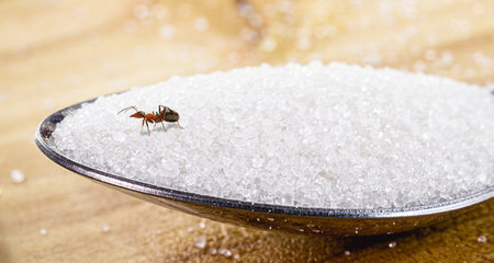 House ants, walking around the house, red ant on the floor eating dirt or sugar, insect pest problems inside the apartmentの写真素材