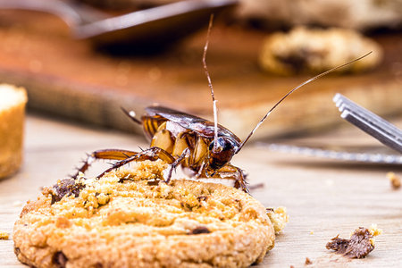 Ordinary American cockroach, walking on table with scraps of food, feeding on crumbs. Concept of lack of hygiene at home, need for pest controlの写真素材