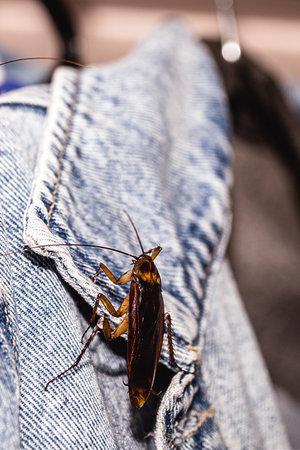 American cockroaches in wardrobe, pest problem and insect invasion in the bedroomの写真素材