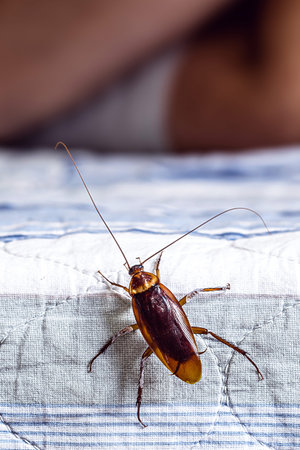 cockroach climbing on a bed, man sleeping in the background, insect problems at home, need for...