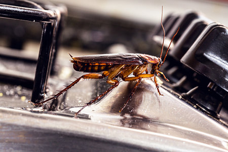 American cockroach. Insect on dirty stove, concept of lack of hygiene and need for pest controlの写真素材