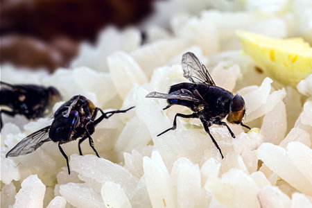 small house fly, black fly on food and garbage, insects in the house, infestation, disgusting insectの写真素材