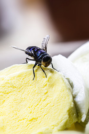 infestation of flies on food, rice and rotten eggs, indoor insects, house pestの写真素材