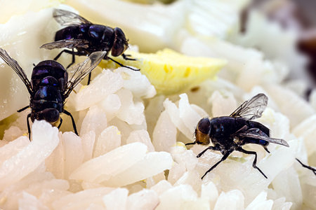 infestation of flies on food, rice and rotten eggs, indoor insects, house pestの写真素材