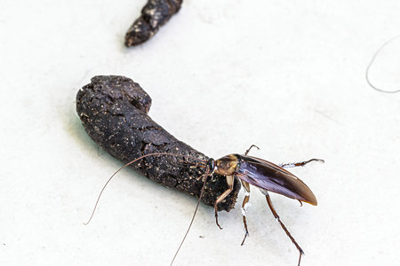 cockroach on pet feces, insect contaminating home and pets, disease risk, pest or infestation