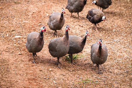 Guinea fowl or guinea fowl is a bird from the order of gallinacea, originally from Africa, free-ranging birds in the wildの写真素材