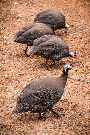 Guinea fowl or guinea fowl is a bird from the order of gallinacea, originally from Africa, free-ranging birds in the wildの写真素材
