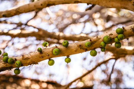 Jabuticaba, Brazilian fruit ripening on the trunk, green jabuticaba, fruit from Brazil, native to...