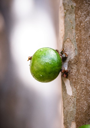 Jabuticaba, Brazilian fruit ripening on the trunk, green jabuticaba, fruit from Brazil, native to...