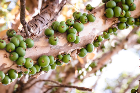 Jabuticaba, Brazilian fruit ripening on the trunk, green jabuticaba, fruit from Brazil, native to...