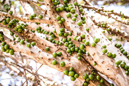 Green figs on the tree, closeup of a fig tree