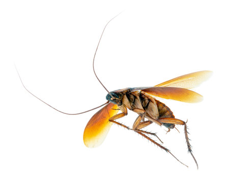 common american cockroach on isolated white background, full length side view with copy space.