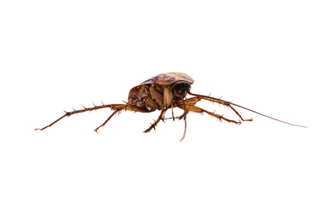 common american cockroach on isolated white background, full length side view with copy space.