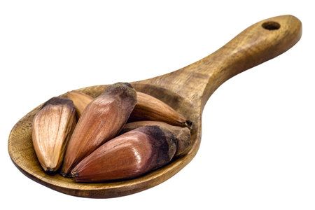 pinhÃ£o seeds, the seed of the araucaria, a tree found in the South and Southeast of Brazil, consumed cooked or roasted, mainly in autumn and winter, isolated white backgroundの写真素材