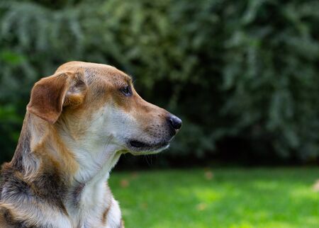 Close up of multicolored dog sitting in the grass looking to the side with a large shrub in the background and fall leaves on the groundの写真素材