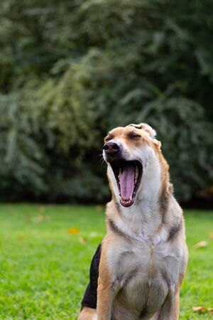 Multicolored dog sitting in the grass looking toward the camera with mouth wide open and a large shrub in the background and fall leaves on the groundの写真素材