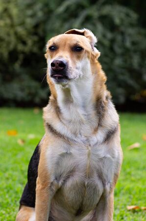 Multicolored dog looking at the camera with right ear flopped on top of head and confused look on his face with a large shrub in the background and fall leaves on the groundの写真素材