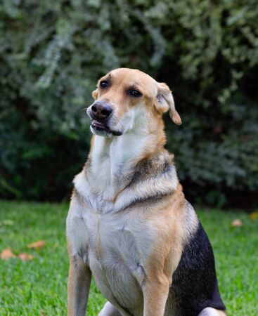 Multicolored dog sitting in the grass looking at the camera with funny face and lip thing going on with a large shrub in the background and fall leaves on the groundの写真素材