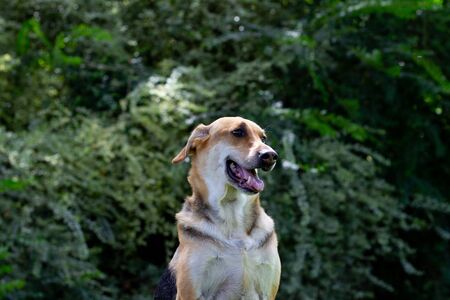 Multicolored dog sitting in the grass looking to the side  with mouth partially and a large shrub in the backgroundの写真素材