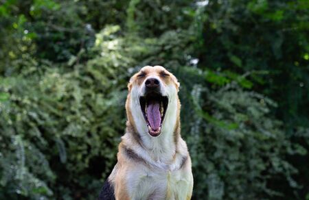 Multicolored dog sitting in the grass looking toward the camera with mouth wide open and a large shrub in the backgroundの写真素材