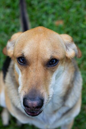 Multicolored dog sitting in the grass looking up at the camera with a sad faceの写真素材