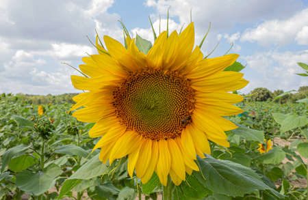 close up of a single sunflower in a field with a honey bee on itの写真素材