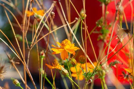 yellow flowers with a red truck in the backgroundの写真素材