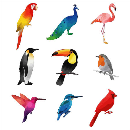Set of colorful parrots and birds isolated on a white background.のイラスト素材