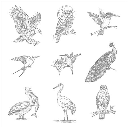 Set of vector hand drawn doodle illustrations of wild birds.のイラスト素材