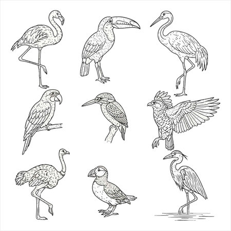 Set of different birds isolated on white background. Hand drawn vector illustration.のイラスト素材