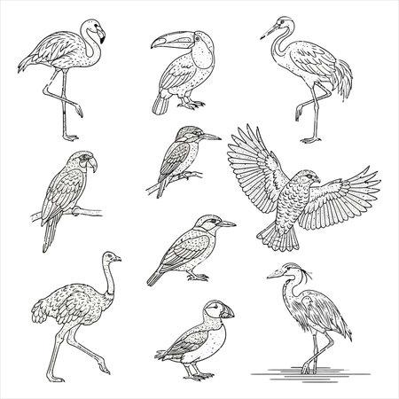 Set of hand drawn birds isolated on white background. Vector illustration.のイラスト素材