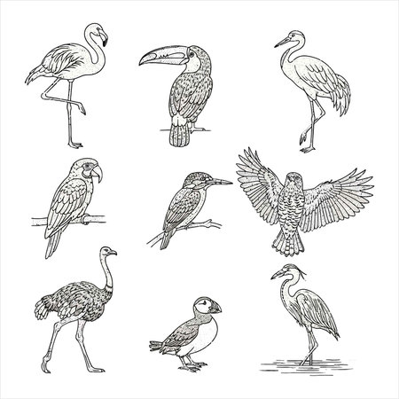 Set of hand drawn vector illustrations of exotic birds isolated on white backgroundのイラスト素材