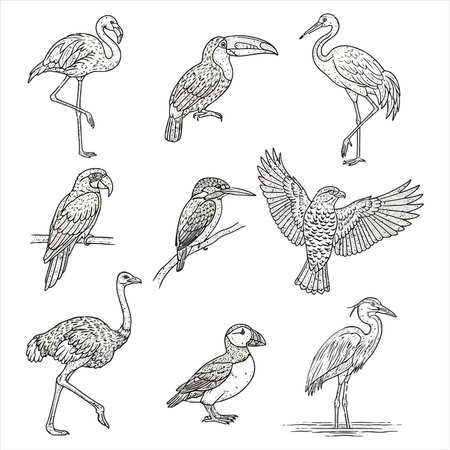 Set of different birds. Hand drawn vector illustration in sketch style.のイラスト素材