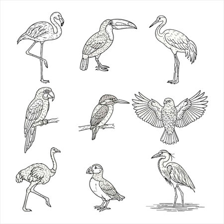 Set of hand drawn sketch doodle stork, ibis, cormorant, parrot. Vector illustration.のイラスト素材