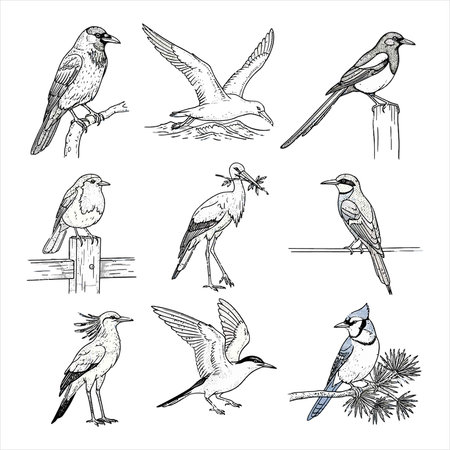 Set of hand drawn birds isolated on white background. Vector illustration.のイラスト素材