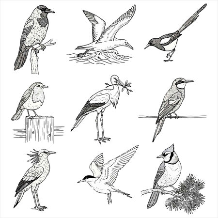 Set of hand drawn birds. Vector illustration. Isolated on white background.のイラスト素材