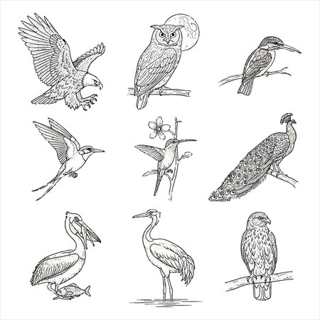 Set of hand drawn vector illustrations of different birds isolated on white backgroundのイラスト素材