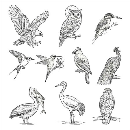 Set of hand drawn birds. Vector illustration in sketch style isolated on white background.のイラスト素材