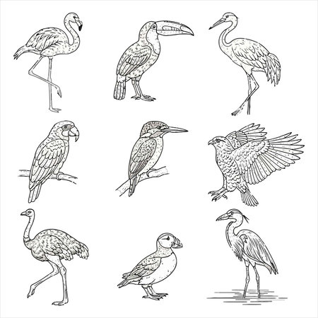 Set of hand drawn exotic birds. Vector illustration isolated on white background.のイラスト素材