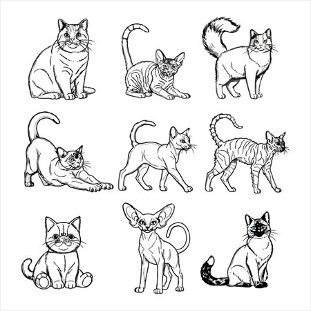 Set of cat breeds. Vector illustration in sketch style on white background.のイラスト素材