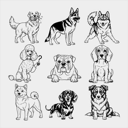 set of vector illustrations of different breeds of dogs on a white backgroundのイラスト素材
