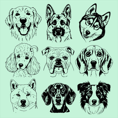 Set of different breeds of dogs. Vector illustration in sketch style.のイラスト素材