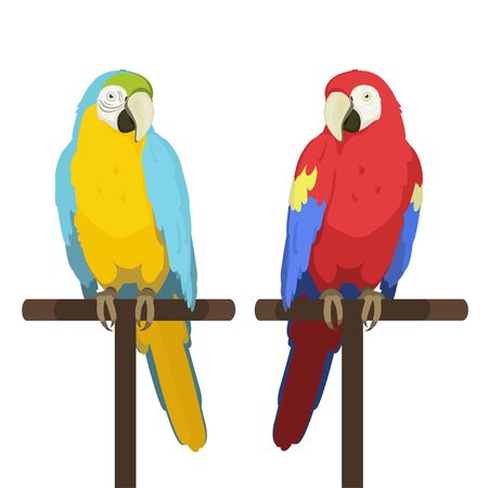 Ara parrot. Macaw. Vector cartoon illustration of red macaw and blue and yellow macaw sitting on a perch. Isolated on white background.のイラスト素材